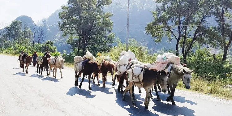बर्खामा ढुवानी गर्न घोडा खच्चडकै भर