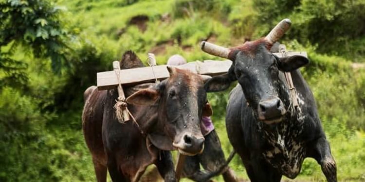 हल गोरु पाल्ने किसानलाई ५ हजार प्रोत्साहन भत्ता