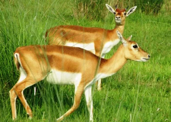 जावलाखेलमा ल्याइयो पोथी कृष्णसार