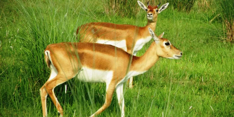 जावलाखेलमा ल्याइयो पोथी कृष्णसार
