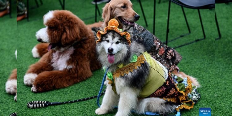 कुकुरको विवाहः जहाँ १३ हजार ३१० अमेरिकी डलर खर्च गरियो