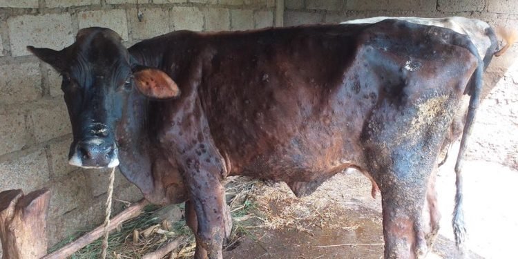 रोगले खोसिदियो गासको दूध