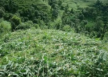 हावाहुरी र वर्षाले मकै बालीमा क्षति, किसान चिन्तित
