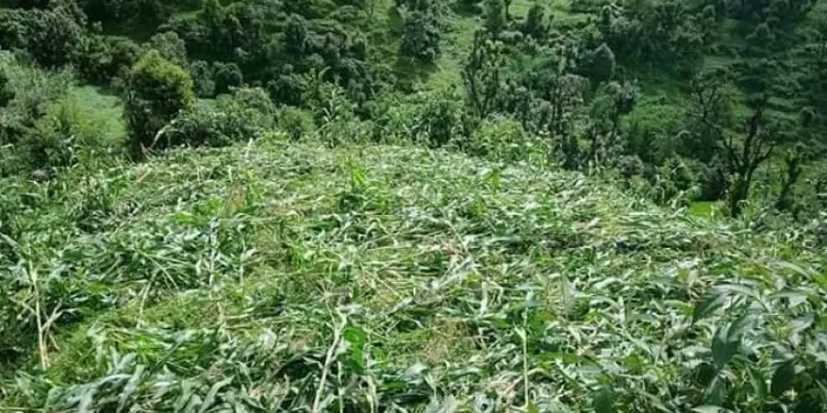 हावाहुरी र वर्षाले मकै बालीमा क्षति, किसान चिन्तित