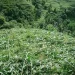 हावाहुरी र वर्षाले मकै बालीमा क्षति, किसान चिन्तित
