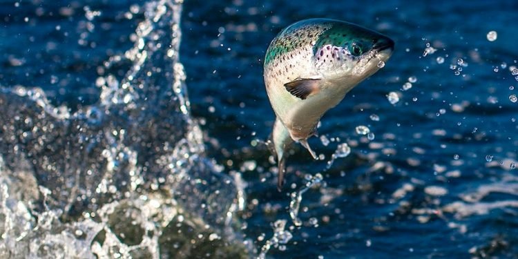 पालिकाका कर्मचारीबाटै ठगिए माछा किसान