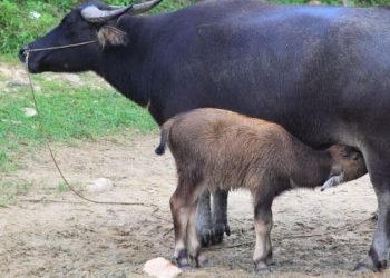 किसानलाई पाडापाडी हुर्काउन १६ लाख र दूधमा ३६ लाख अनुदान