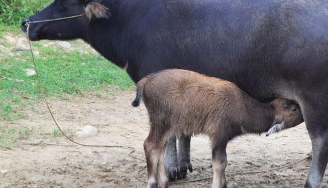 किसानलाई पाडापाडी हुर्काउन १६ लाख र दूधमा ३६ लाख अनुदान