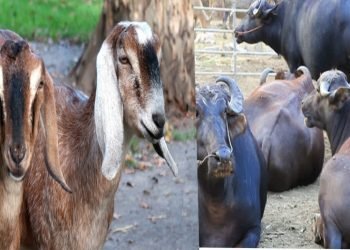 हलेसीमा भैँसी र बाख्रा वितरण