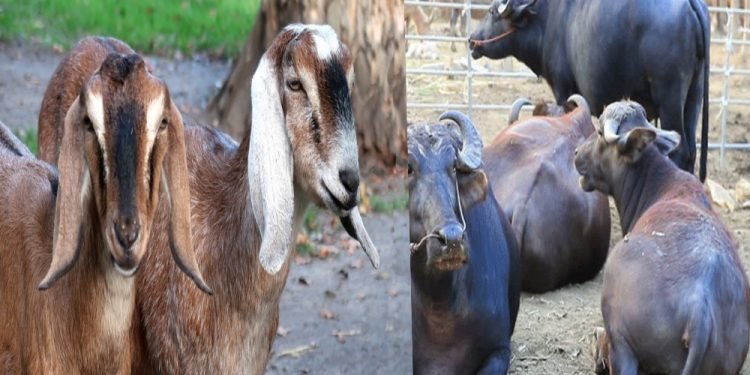 हलेसीमा भैँसी र बाख्रा वितरण