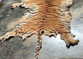 पाटेबाघको छाला र हड्डीसहित चार जना पक्राउ