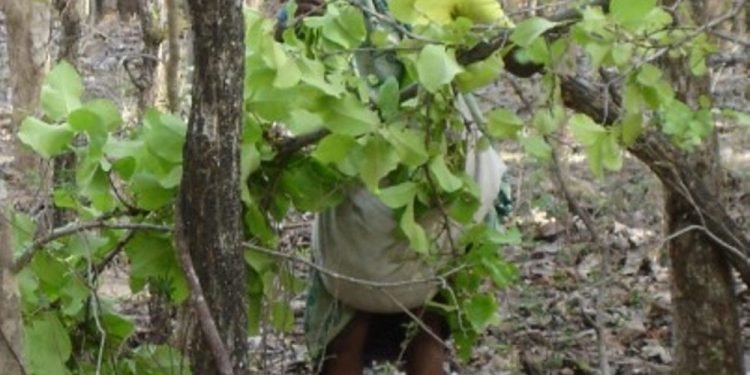 श्रीलङ्कामा ठूलो परिमाणमा केन्दुको पात बरामाद