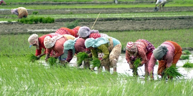 ‘रोपाइँ गर्न ढिलाइ भइसक्यो, खेतमा पर्याप्त पानी छैन’