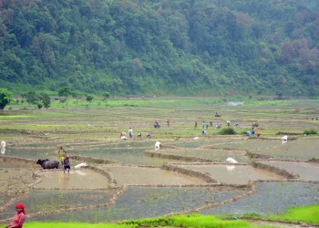 लम्पी स्कीनले गोरु मरेपछि ५० प्रतिशतमात्रै रोपाइँ