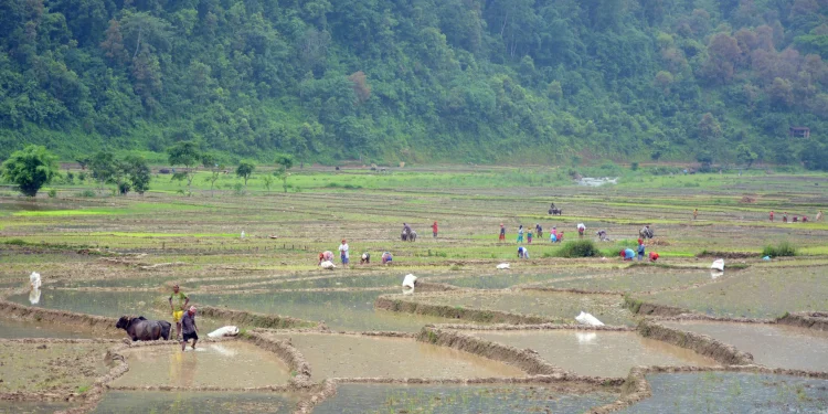 लम्पी स्कीनले गोरु मरेपछि ५० प्रतिशतमात्रै रोपाइँ