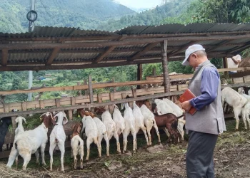परम्परागत शैलीलाई व्यावसायिकतामा बदल्दै किसान