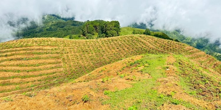 चिया कफी प्रवर्धनमा स्थानीय तह