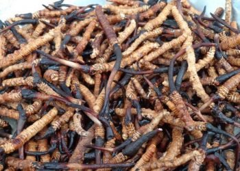 हिमाली हिरा यार्सा बेचेर करोडौं आम्दानी