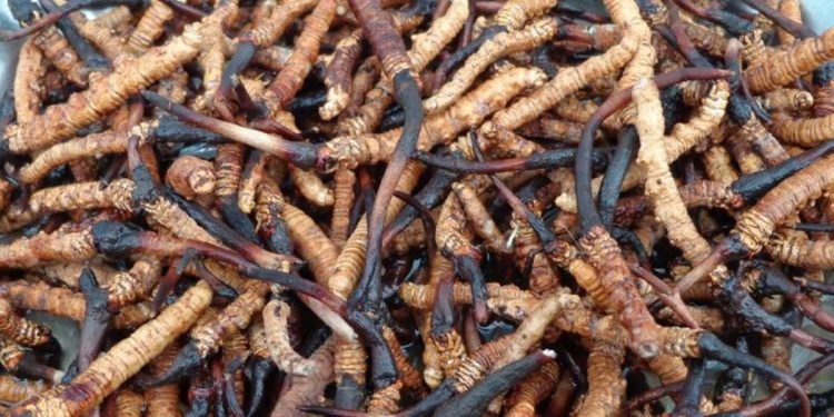 हिमाली हिरा यार्सा बेचेर करोडौं आम्दानी