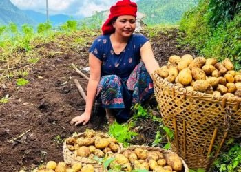 आलु बिक्री नहुँदा म्याग्दीका किसान चिन्तित
