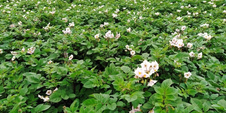नार्कबाट विकसित उन्नत जातको आलु रोप्दा उत्पादनमा वृद्धि