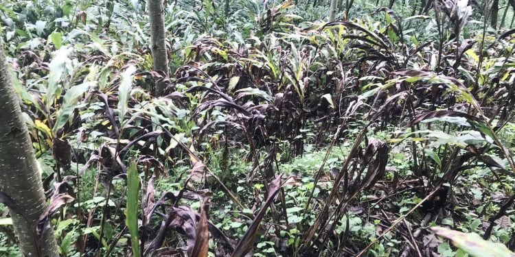 अलैँचीका बोट मर्न थालेपछि किसान चिन्तित