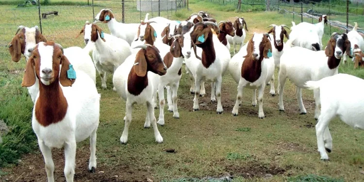 मिर्चैया नगरपालिकाद्वारा किसानलाई एक सय बाख्रा वितरण