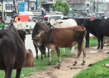 छाडा पशुबाट बाली जोगाउनै हम्मे