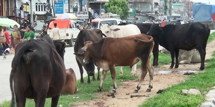 छाडा पशुबाट बाली जोगाउनै हम्मे