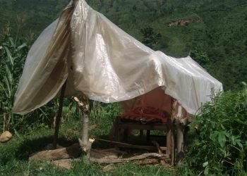 बाँदर र बँदेलबाट मकै जोगाउन बारीमा वास