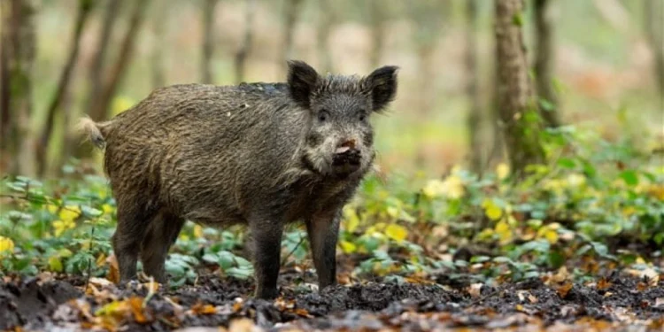 बँदेलले मकैबाली खाइदिँदा किसान चिन्तित
