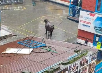 बुद्धनगरमा आतंक मच्चाउने भैंसी नियन्त्रणमा