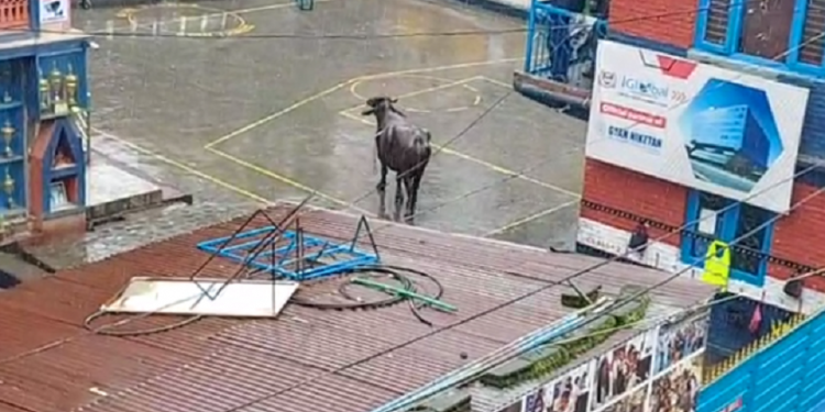 बुद्धनगरमा आतंक मच्चाउने भैंसी नियन्त्रणमा