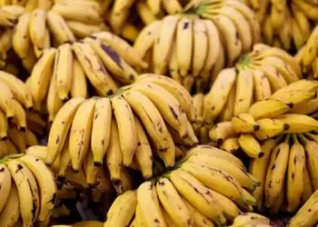 चितवनमा केरामा सबैभन्दा बढी विषादी भेटियो