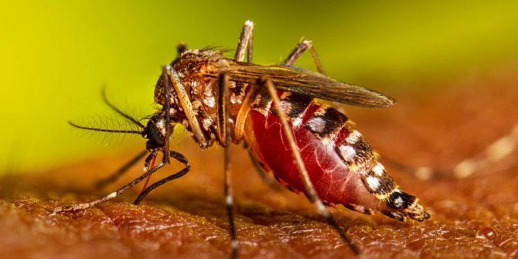 नेपालमा सेरोटाइप–२ स्वरुपको डेङ्गु अत्यधिक