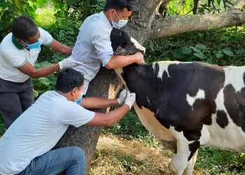 धनुषामा ‘लम्पी स्किन’ रोगविरुद्ध पशुलाई खोप