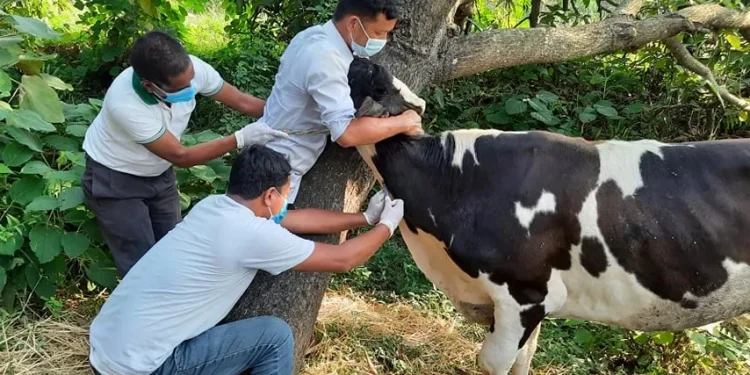 धनुषामा ‘लम्पी स्किन’ रोगविरुद्ध पशुलाई खोप