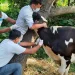 धनुषामा ‘लम्पी स्किन’ रोगविरुद्ध पशुलाई खोप