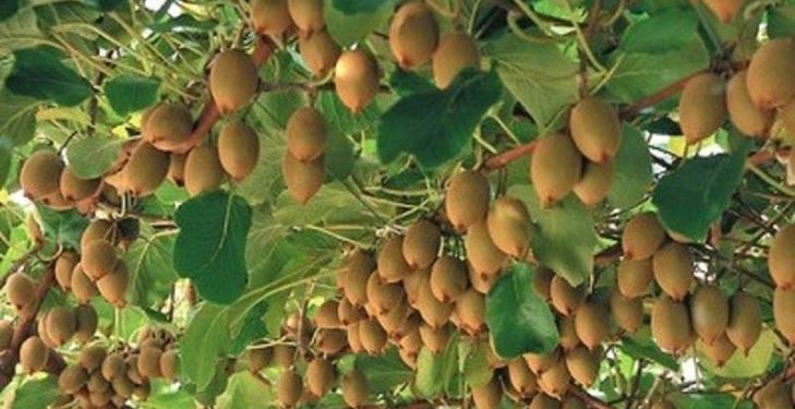 फल नपाक्दै किबी किसानलाई बजारको चिन्ता