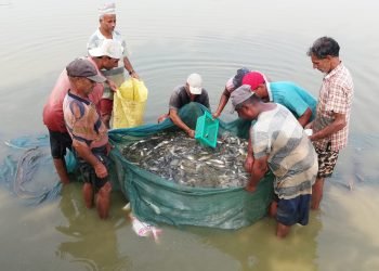 माछाका ‘ह्याचलिङ’मा किसान आकर्षित