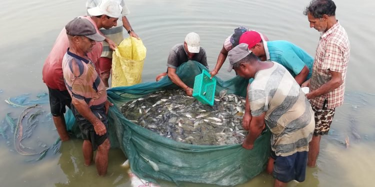 माछाका ‘ह्याचलिङ’मा किसान आकर्षित