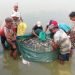 माछाका ‘ह्याचलिङ’मा किसान आकर्षित