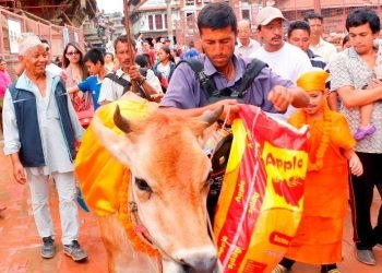 आज गाईजात्रा मनाइँदै, यस्तो छ महत्व