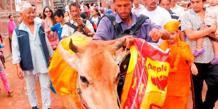 आज गाईजात्रा मनाइँदै, यस्तो छ महत्व