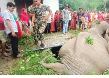 सेफ्टी ट्याङ्कीमा परेर जङ्गली हात्तीको मृत्यु