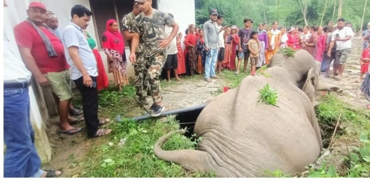 सेफ्टी ट्याङ्कीमा परेर जङ्गली हात्तीको मृत्यु