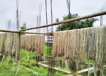 उत्पादन बढे पनि जुटको मूल्यमा गिरावट