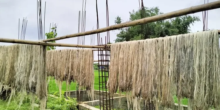 उत्पादन बढे पनि जुटको मूल्यमा गिरावट