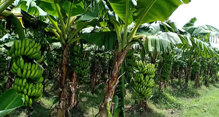 केरामा देखिएको पानामा रोगको प्रारम्भिक अध्ययन सुरु