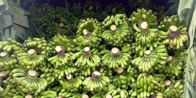 कालीगण्डकी गाउँपालिकामा एक दिन केराका परिकार अनिवार्य